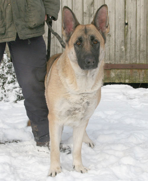 yasmin gsd