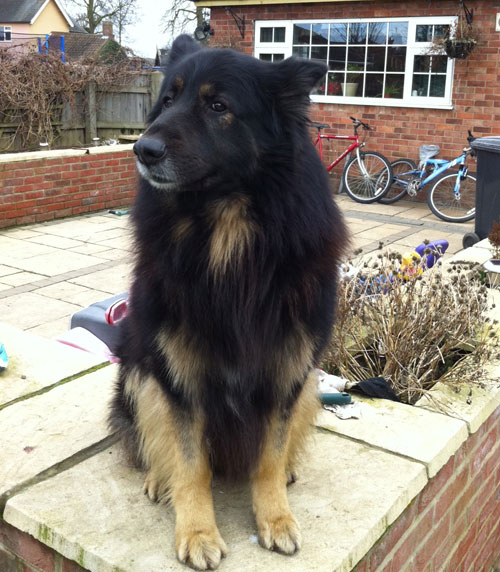 yogi big long coat german shepherd