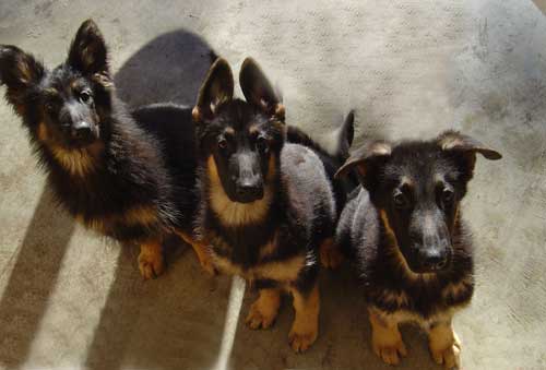 3 german shepherd puppies