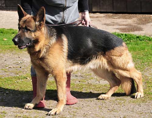 zak beautiful big gsd