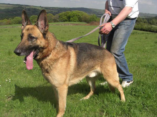 zac gsd