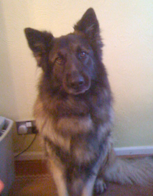 zack gsd