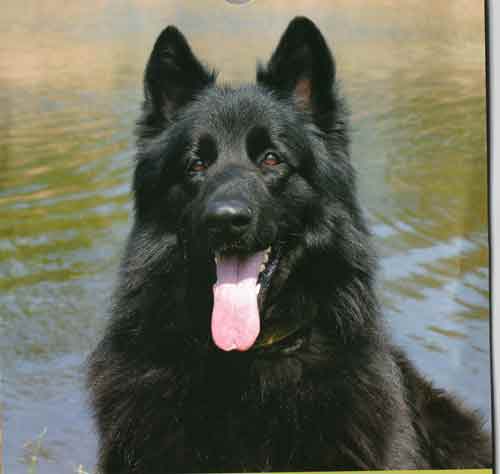 zak the black gsd