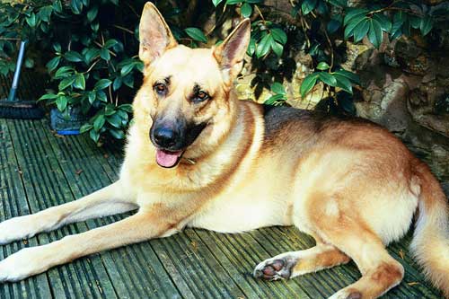 zak lying in the sun