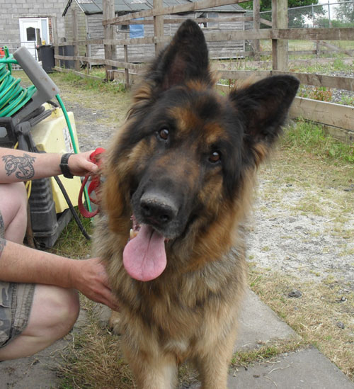 zak long coated gsd