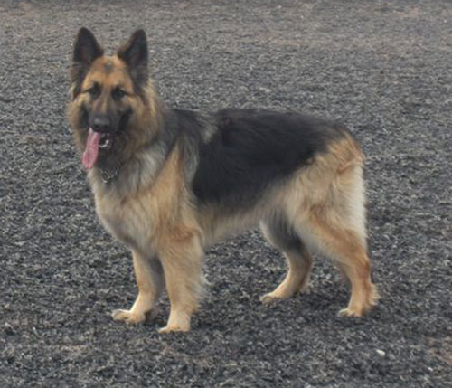 zara long coat gsd