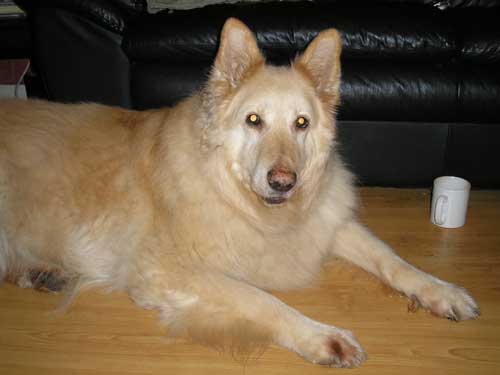 zara the white gsd