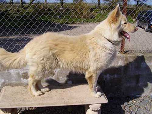 zara the white gsd