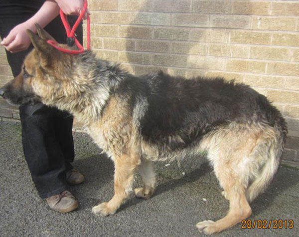 german shepherd with bedraggled coat