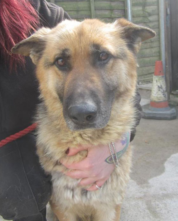 german shepherd desperately need a home after being treated so badly