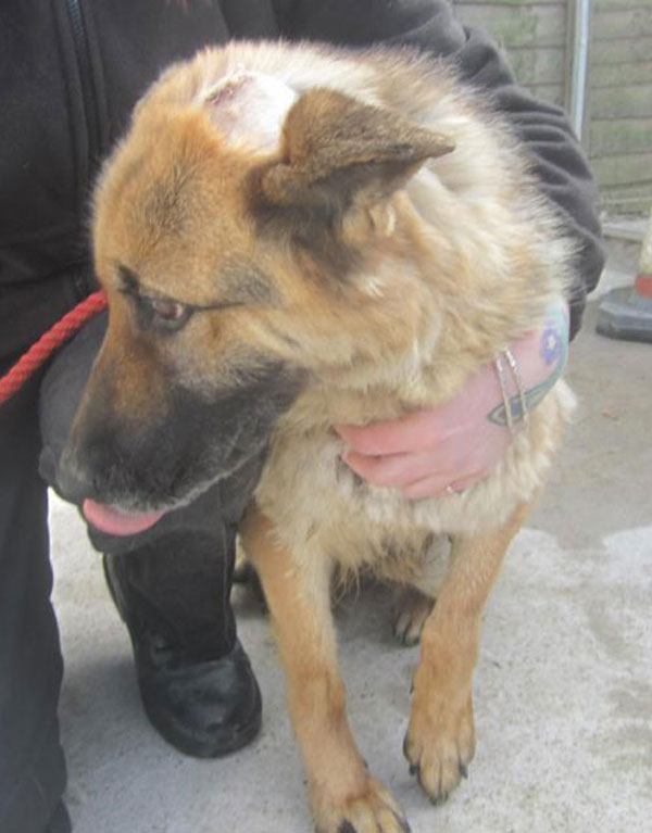 german shepherd with stitches in her head