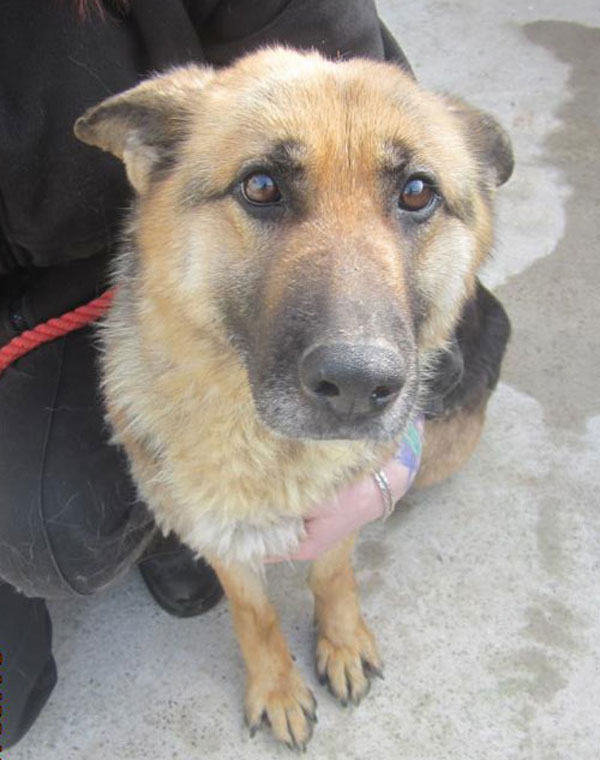 zena german shepherd cruelty case
