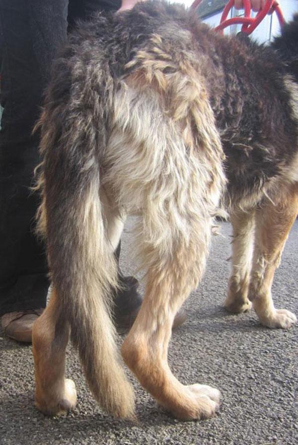 german shepherd in a very neglected state 