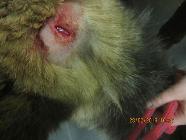 german shepherd with large gash on the top of her head