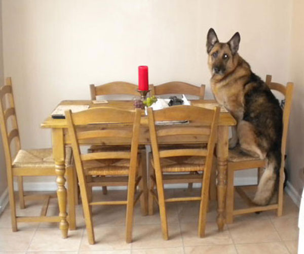 zeto the german shepherd sitting at the dinner table all alone