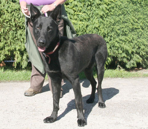 zorro black gsd