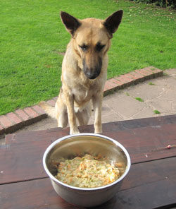 molly likes her vegan dog food