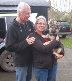 damien the rescue gsd puppy now called jasper