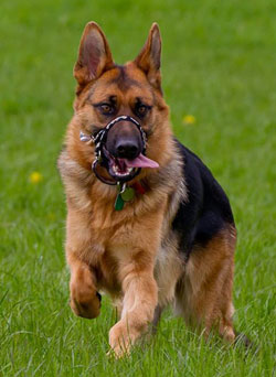 german shepherd running through the grass