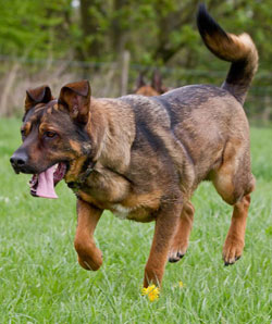 german shepherd running through a field having fun