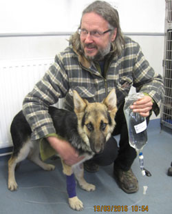 lad, a very poorly german shepherd puppy