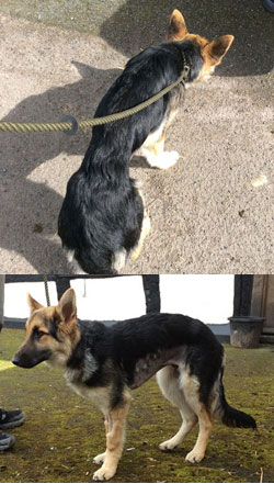 german shepherd puppy after his surgery for intussusception