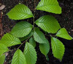 slippery elm for diarrhoea, colitis and tummy upsets in dogs