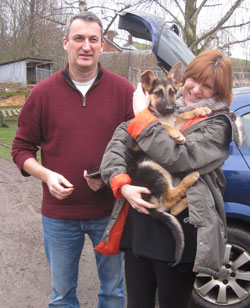 spud rescue german shepherd puppy