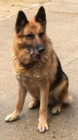 zeus the gsd who came over from Shangahi