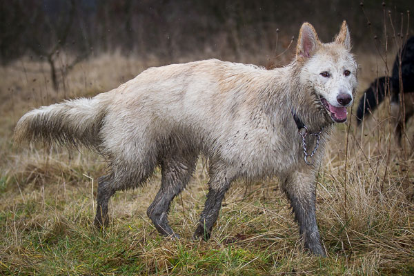 German Shepherd Dog Images