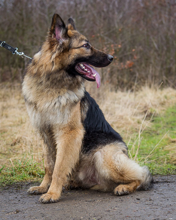 german shepherd ear cleaning home remedies
