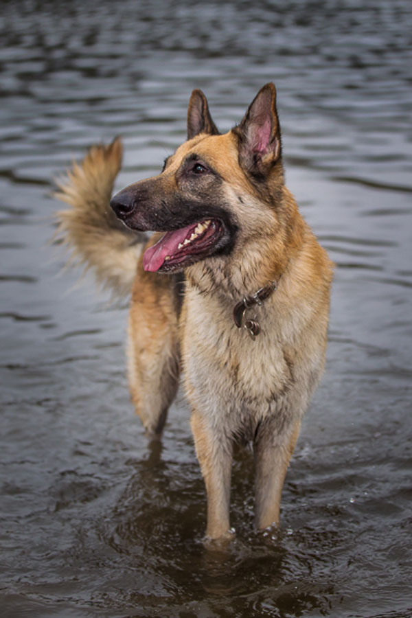 German Shepherd Dog Images