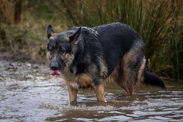 German Shepherd Dog Images