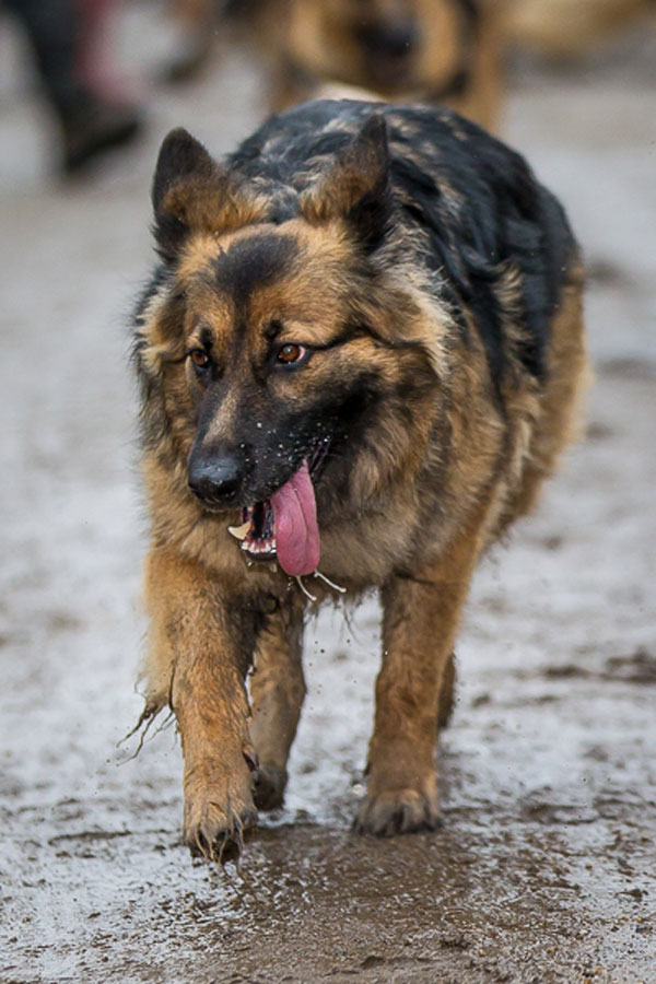 german shepherd ear cleaning home remedies