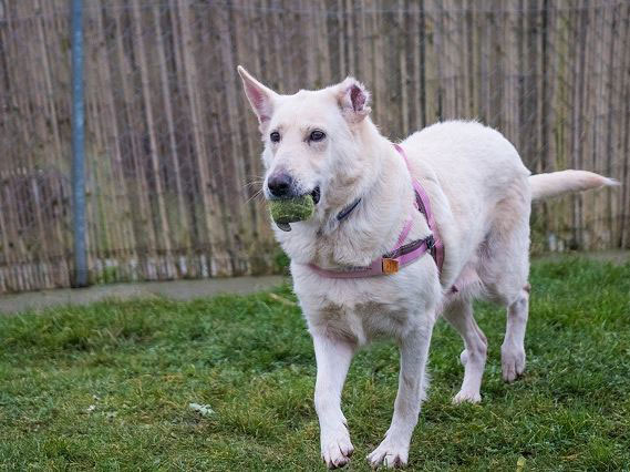 Athena white gsd needs a new home