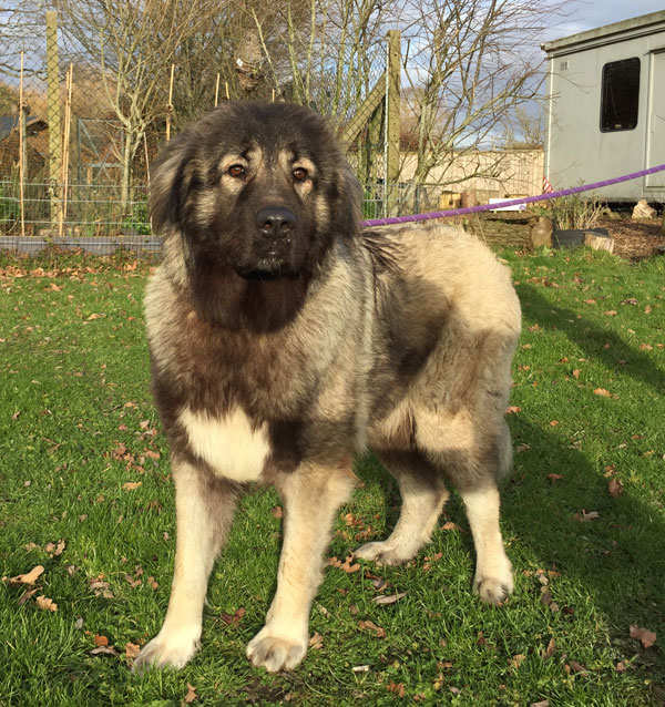 Dorothy young Caucasian Shepherd looking for a home