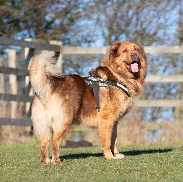 Princess Caucasian Shepherd