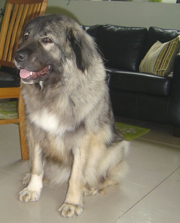 Ravishing Raven the Caucasian Shepherd