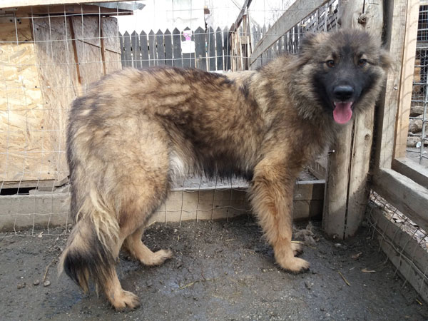 teddy young gsd that needs a home
