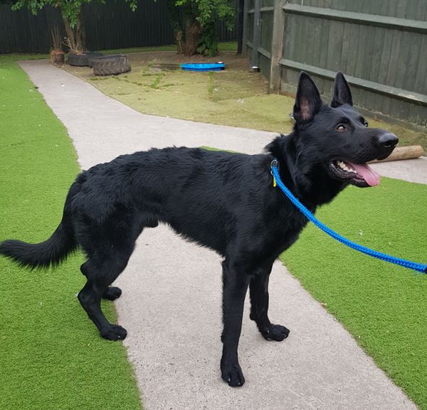 Abascis black GSD looking for a home