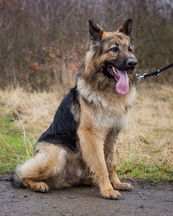 adopt a german shepherd