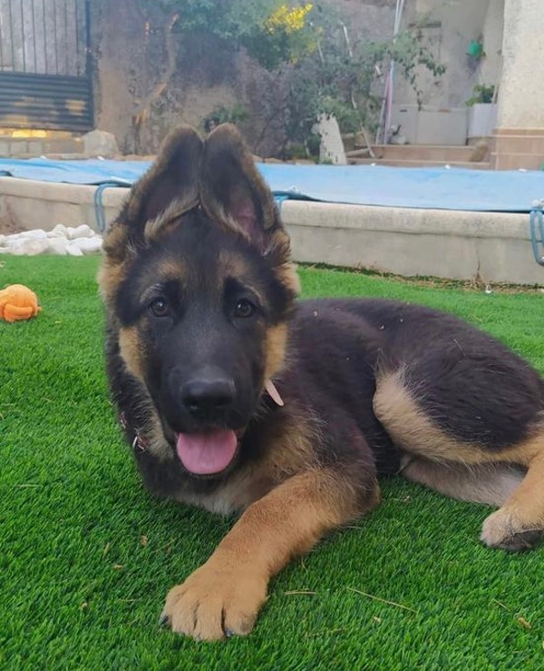 3 legged GSD puppy needs a home