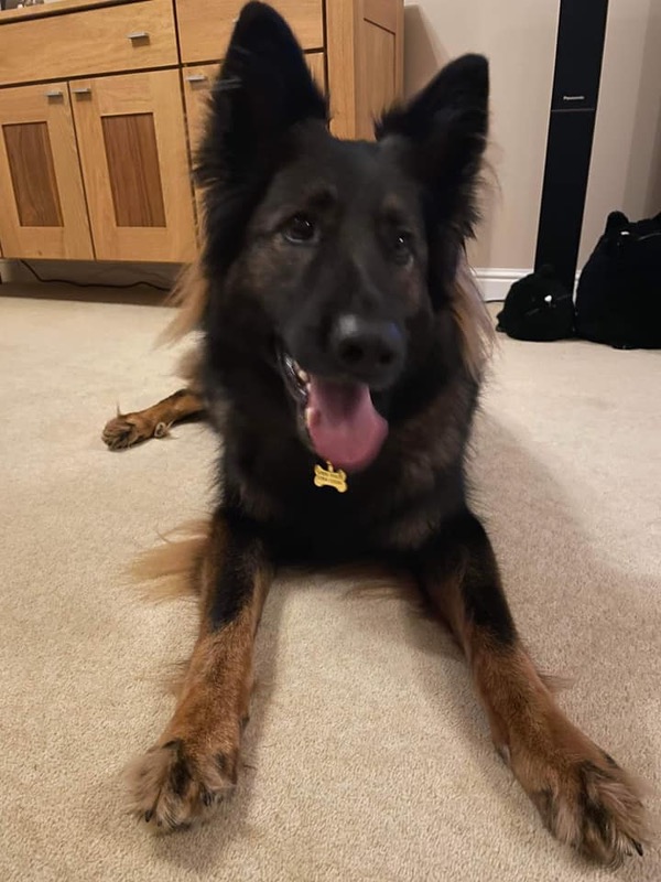 Alfie 3 year old GSD needs a new home