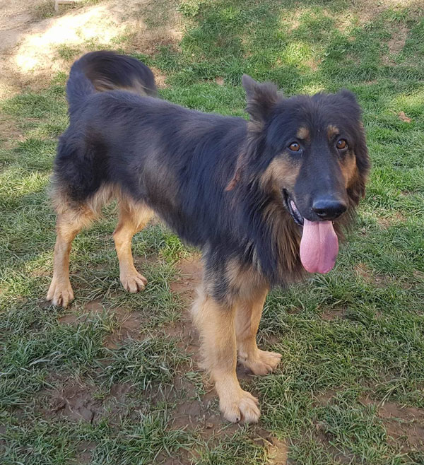 young gsd alfie looking for a forever home