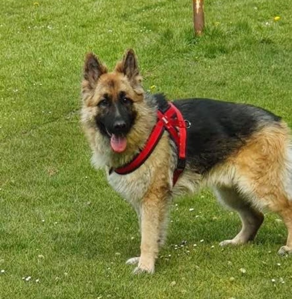 Alfie GSD needs a new home