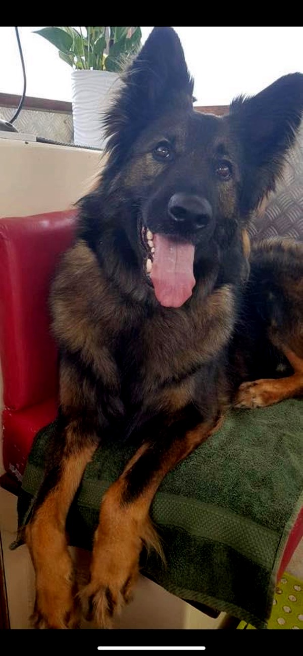 Alfie GSD is looking for a new home