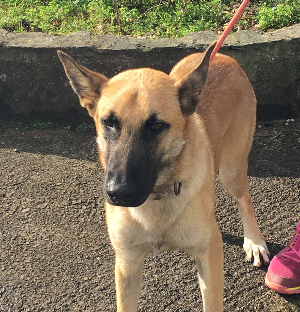 alfonzo young gsd looking for a new home