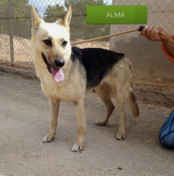 Alma 4 year old GSD needs a new home
