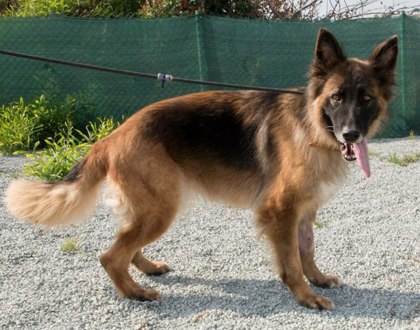 Anouk abandoned GSD