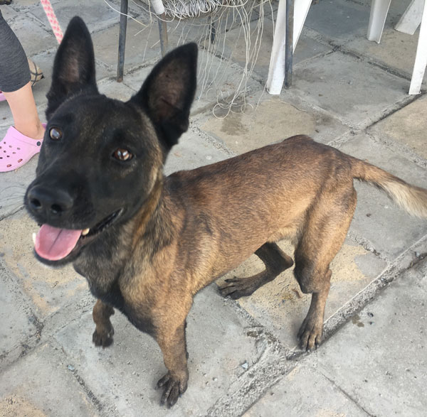 Anton young Malinois looking for a home